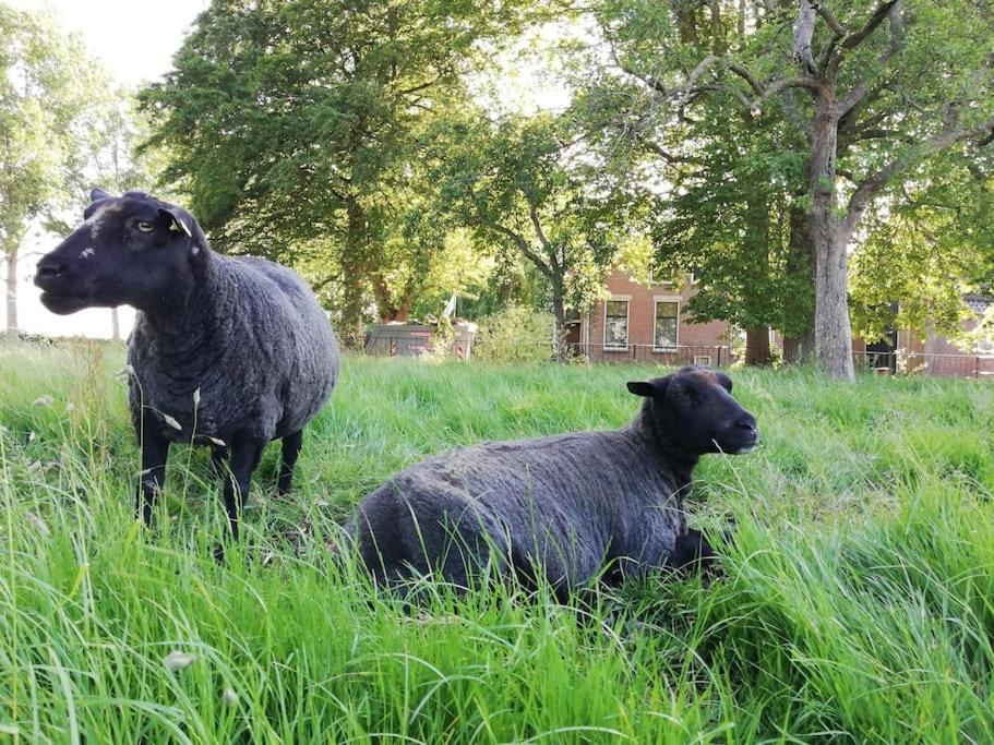 'T Winkeltje - Vakantiehuisje Op Boerderij Huize Blokland Hem Exteriör bild