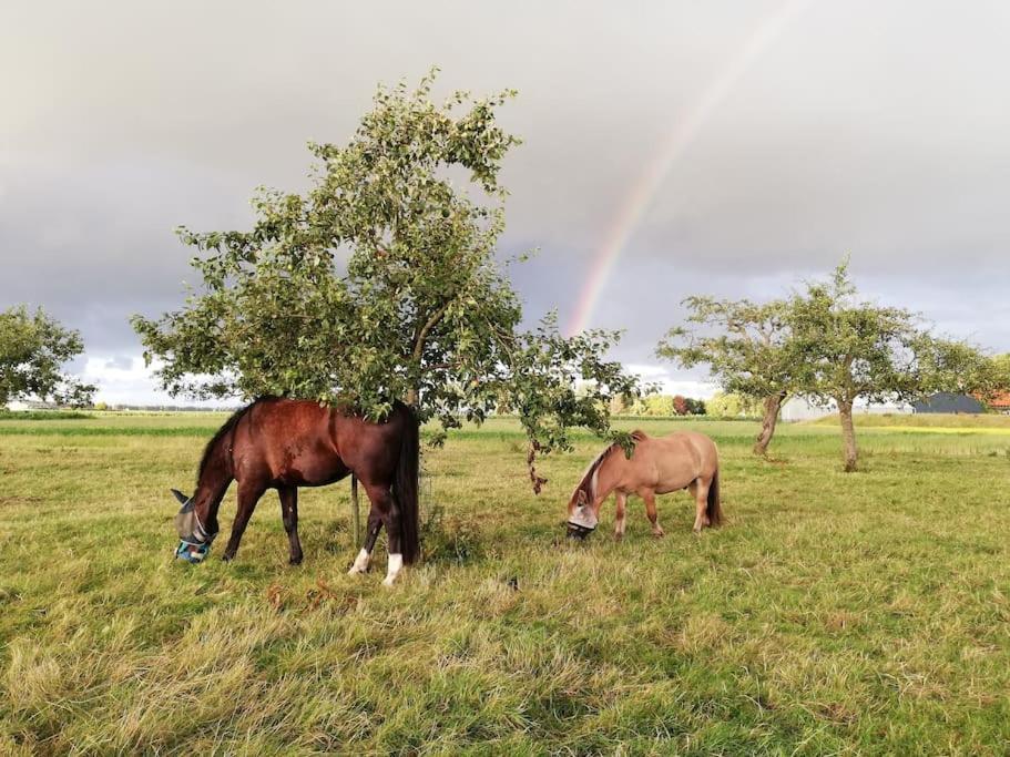 'T Winkeltje - Vakantiehuisje Op Boerderij Huize Blokland Hem Exteriör bild